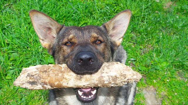 pes s kusem dřeva